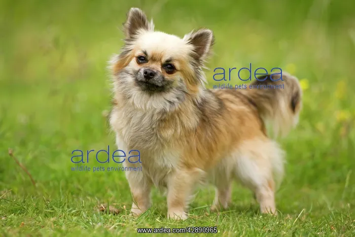  : Dog - long-haired chihuahua