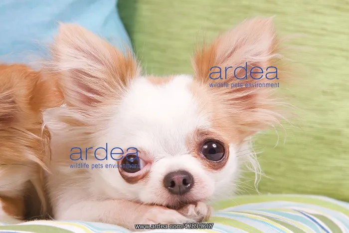  : Dog - Long-haired Chihuahua