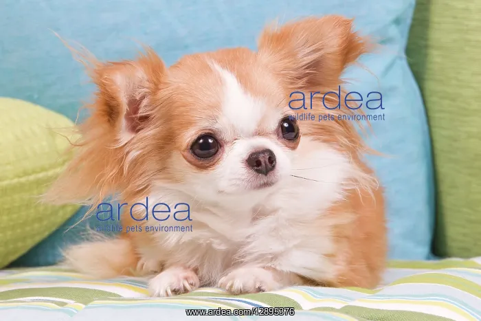  : Dog - Long-haired Chihuahua