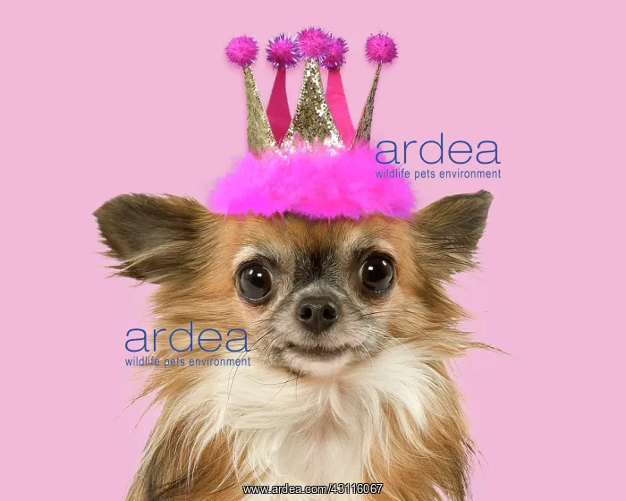 : Dog - Long-Haired Chihuahua Digital manipulation : Dog - Long-Haired Chihuahua Digital manipulation