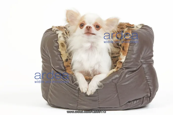 : Dog - long-haired chihuahua in dog bed in studio : Dog - long-haired chihuahua in dog bed in studio