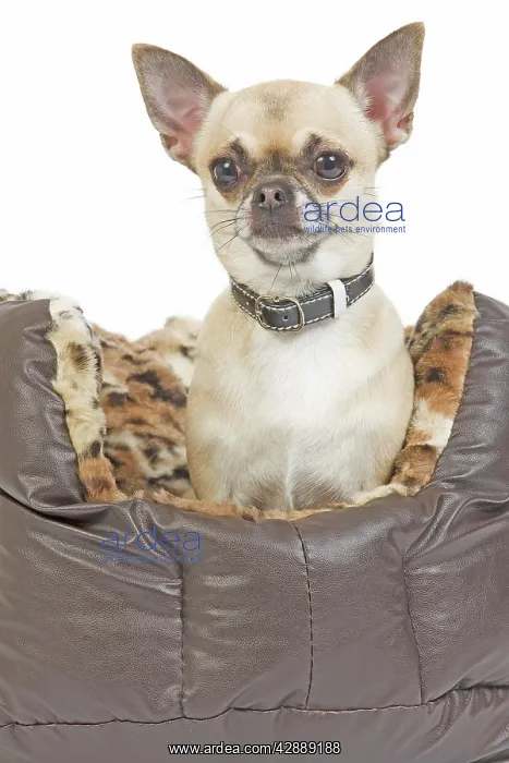 : Dog - long-haired chihuahua in dog bed in studio : Dog - long-haired chihuahua in dog bed in studio