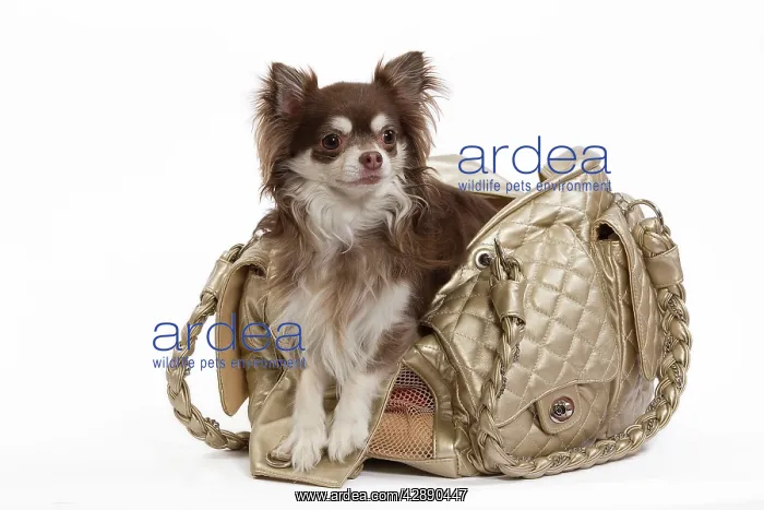 : Dog - Long-haired Chihuahua in handbag in studio : Dog - Long-haired Chihuahua in handbag in studio