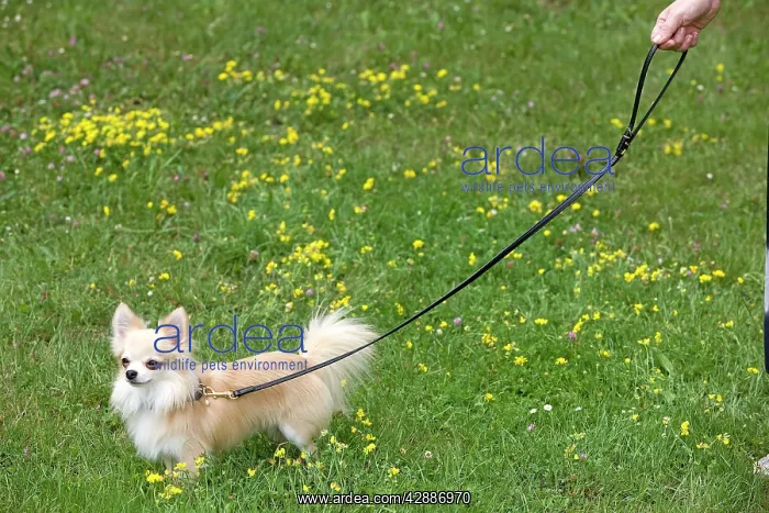 : Dog - long-haired chihuahua on lead outside being walked : Dog - long-haired chihuahua on lead outside being walked