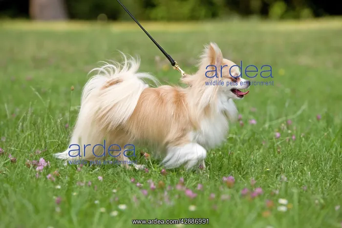: Dog - long-haired chihuahua on lead outside being walked : Dog - long-haired chihuahua on lead outside being walked