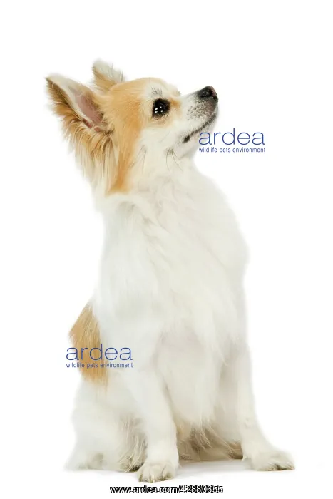  : Dog - Long-haired Chihuahua - Looking up