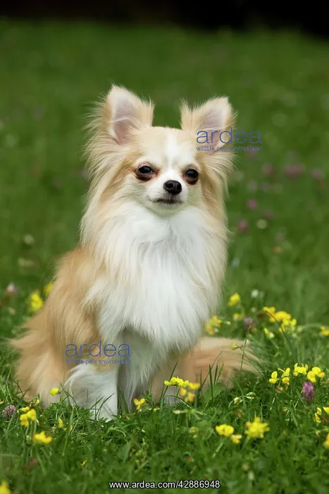  : Dog - long-haired chihuahua outside