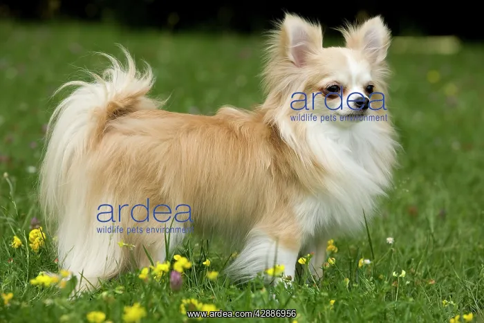  : Dog - long-haired chihuahua outside