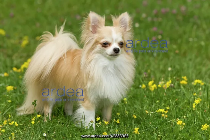  : Dog - long-haired chihuahua outside