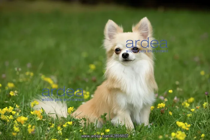  : Dog - long-haired chihuahua outside