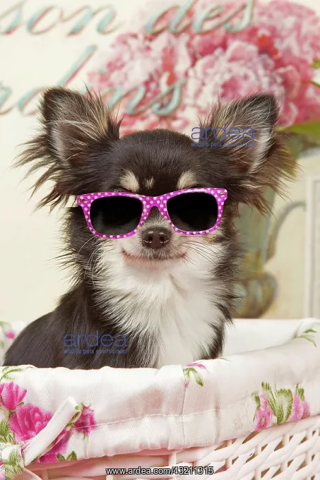 : Dog - Long haired Chihuahua puppy wearing pink glasses : Dog - Long haired Chihuahua puppy wearing pink glasses