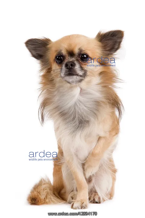  : Dog - long-haired Chihuahua in studio