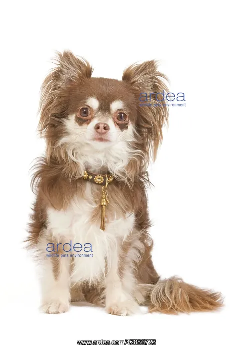 : Dog - long-haired chihuahua in studio : Dog - long-haired chihuahua in studio