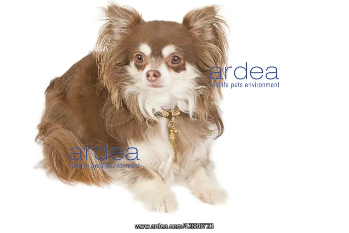 : Dog - long-haired chihuahua in studio : Dog - long-haired chihuahua in studio