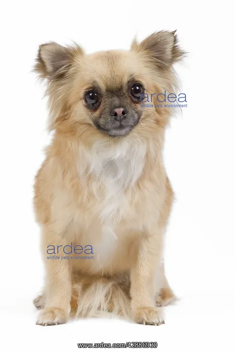  : Dog - Long-haired Chihuahua in studio