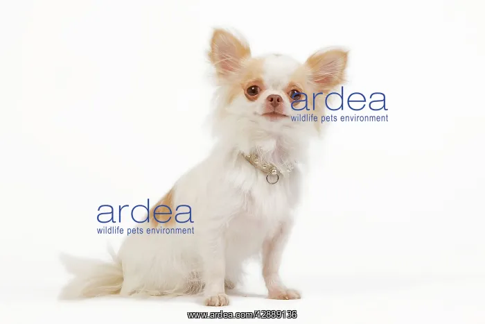 : Dog - long-haired chihuahua in studio : Dog - long-haired chihuahua in studio