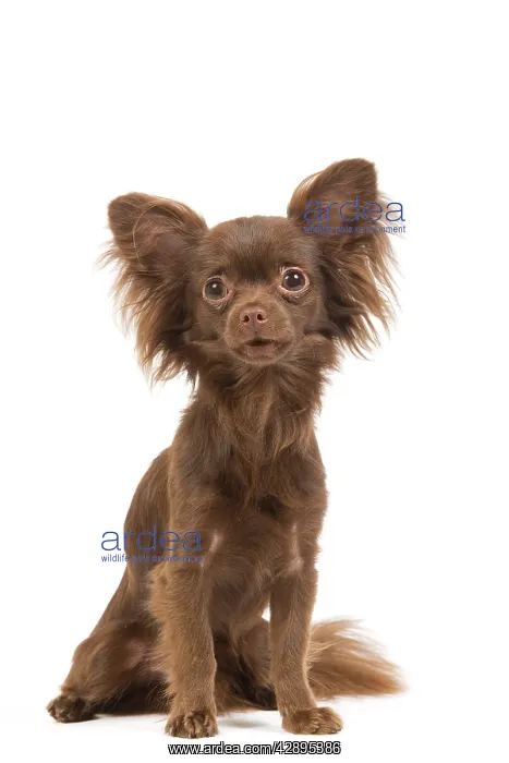  : Dog - Long-haired Chihuahua in studio