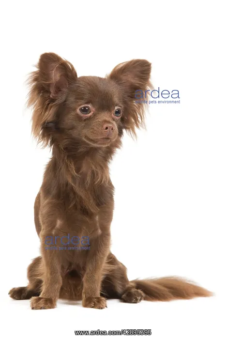  : Dog - Long-haired Chihuahua in studio