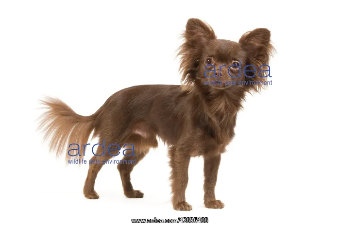  : Dog - Long-haired Chihuahua in studio