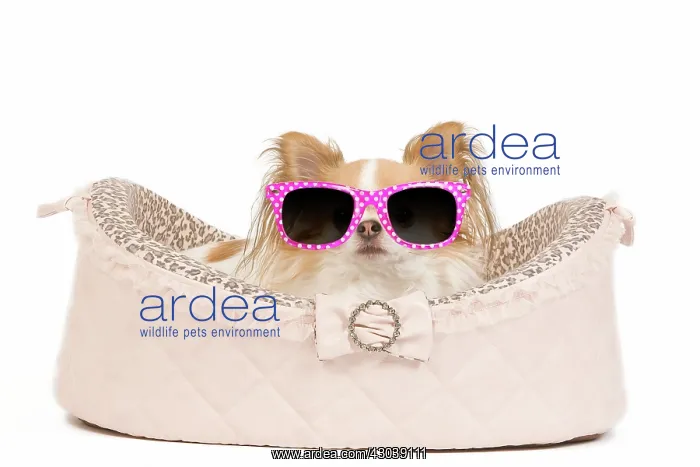 : Dog - long-haired chihuahua in studio in dog : Dog - long-haired chihuahua in studio in dog