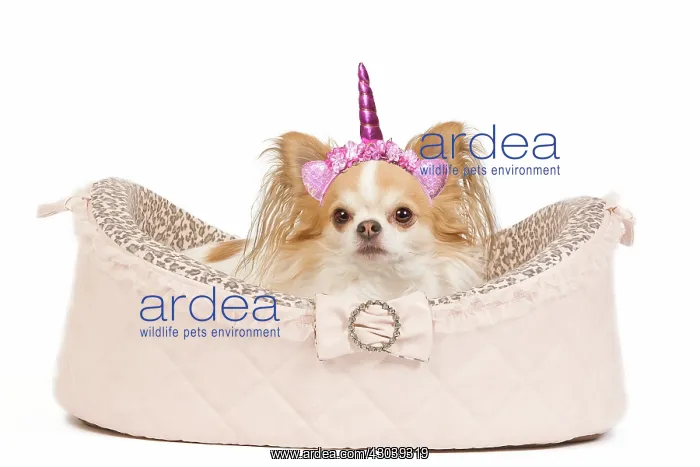 : Dog - long-haired chihuahua in studio in dog : Dog - long-haired chihuahua in studio in dog