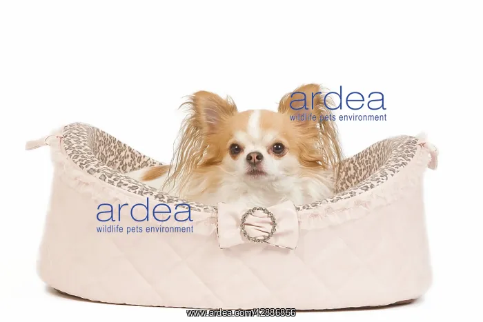: Dog - long-haired chihuahua in studio in dog bed : Dog - long-haired chihuahua in studio in dog bed