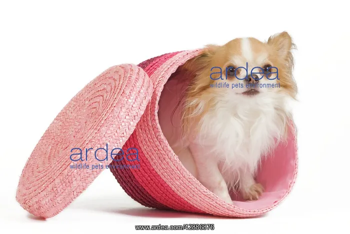 : Dog - long-haired chihuahua in studio in pink basket : Dog - long-haired chihuahua in studio in pink basket