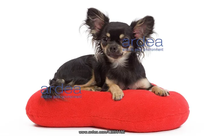 : Dog - Long-haired Chihuahua in studio on red heart cushion : Dog - Long-haired Chihuahua in studio on red heart cushion