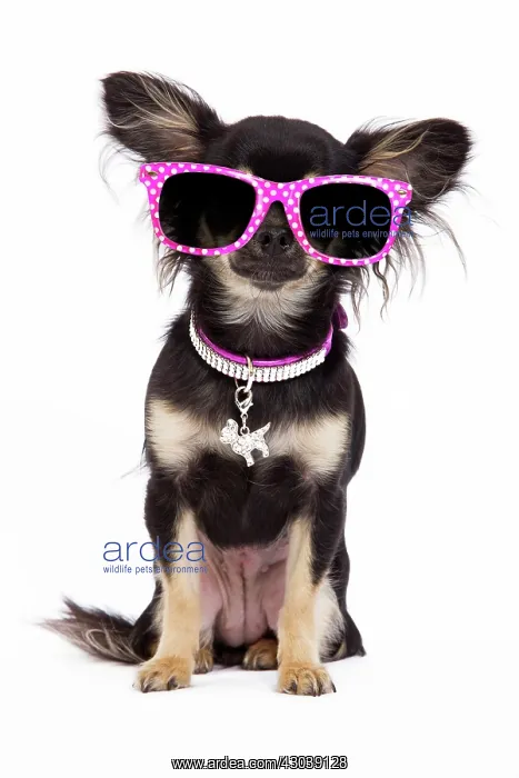 : Dog - Long-haired Chihuahua in studio wearing : Dog - Long-haired Chihuahua in studio wearing