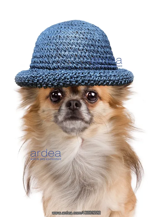 : Dog - long-haired Chihuahua in studio wearing blue straw hat : Dog - long-haired Chihuahua in studio wearing blue straw hat
