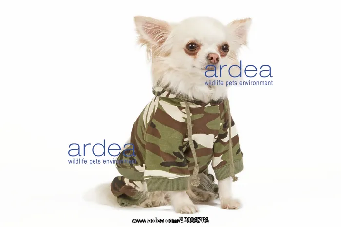 : Dog - long-haired chihuahua in studio wearing camouflage : Dog - long-haired chihuahua in studio wearing camouflage