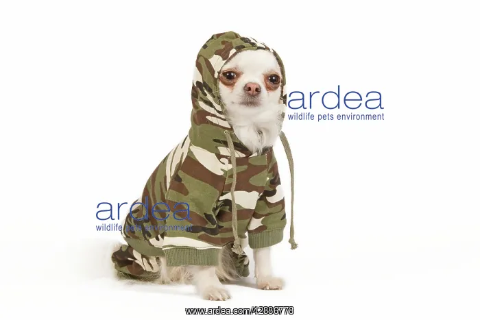 : Dog - long-haired chihuahua in studio wearing camouflage : Dog - long-haired chihuahua in studio wearing camouflage