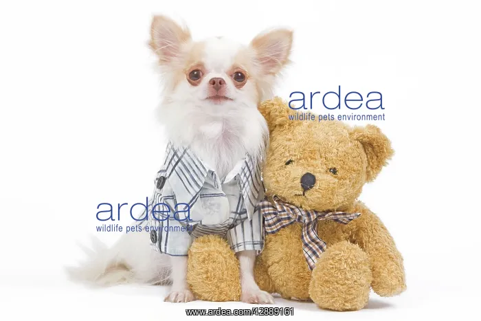 : Dog - long-haired chihuahua in studio wearing checked : Dog - long-haired chihuahua in studio wearing checked