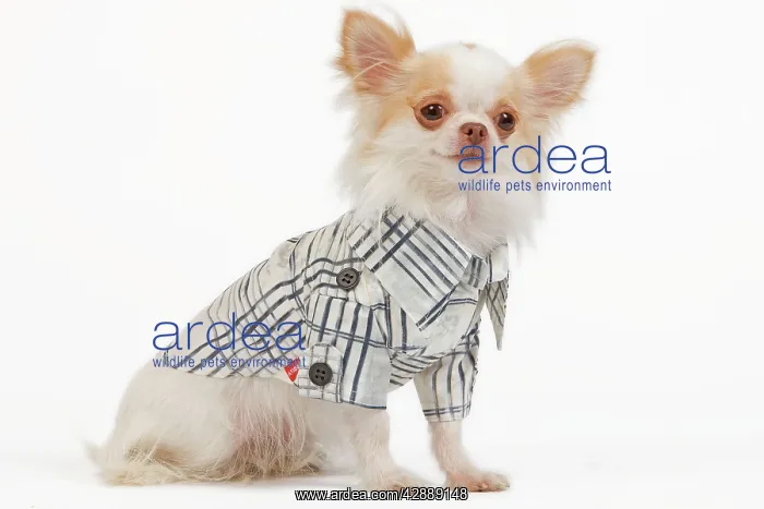 : Dog - long-haired chihuahua in studio wearing checked shirt : Dog - long-haired chihuahua in studio wearing checked shirt