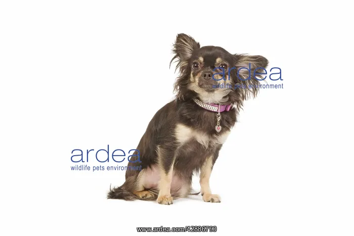 : Dog - long-haired chihuahua in studio wearing diamante : Dog - long-haired chihuahua in studio wearing diamante