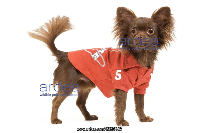 : Dog - Long-haired Chihuahua in studio wearing a dog t-shirt : Dog - Long-haired Chihuahua in studio wearing a dog t-shirt