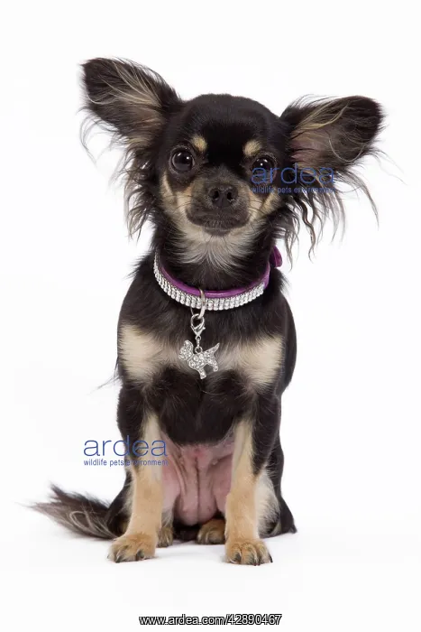 : Dog - Long-haired Chihuahua in studio wearing purple collar : Dog - Long-haired Chihuahua in studio wearing purple collar