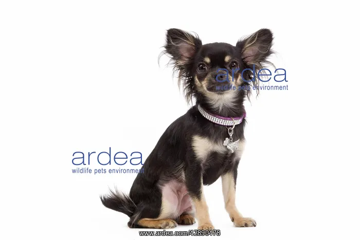 : Dog - Long-haired Chihuahua in studio wearing purple collar : Dog - Long-haired Chihuahua in studio wearing purple collar