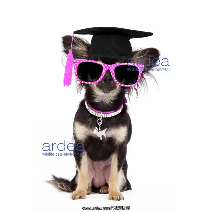 : Dog - Long-haired Chihuahua in studio wearing purple collar : Dog - Long-haired Chihuahua in studio wearing purple collar