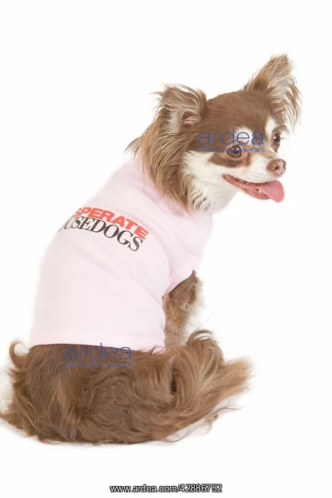 : Dog - long-haired chihuahua in studio wearing t-shirt : Dog - long-haired chihuahua in studio wearing t-shirt