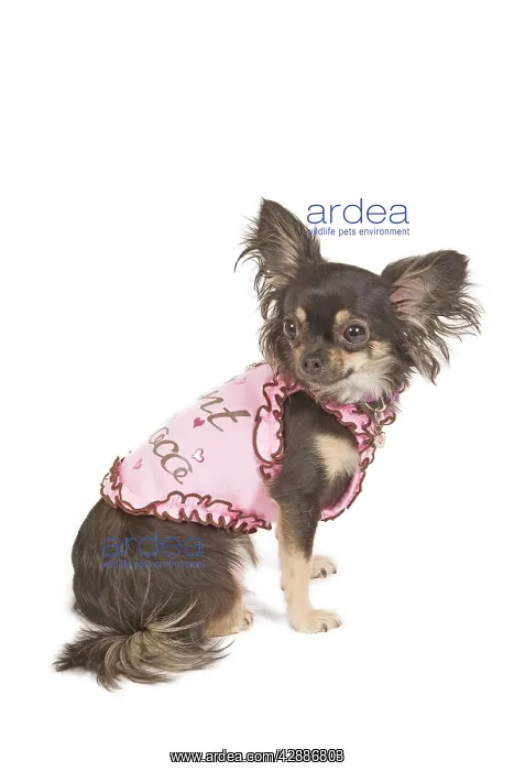 : Dog - long-haired chihuahua in studio wearing t-shirt : Dog - long-haired chihuahua in studio wearing t-shirt