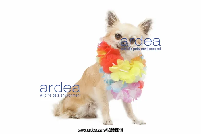 : Dog - long-haired chihuahua wearing flower necklace : Dog - long-haired chihuahua wearing flower necklace