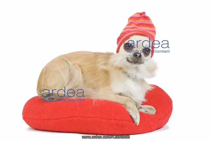  : Dog - long-haired chihuahua wearing knitted hat