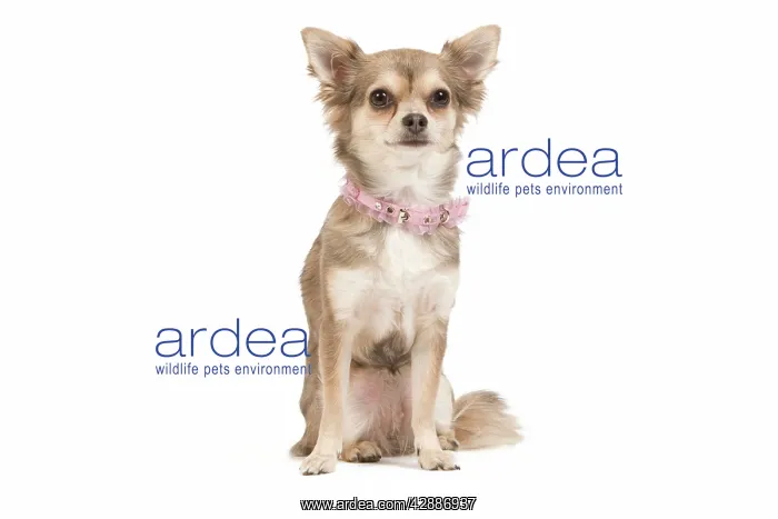  : Dog - long-haired chihuahua wearing pink collar