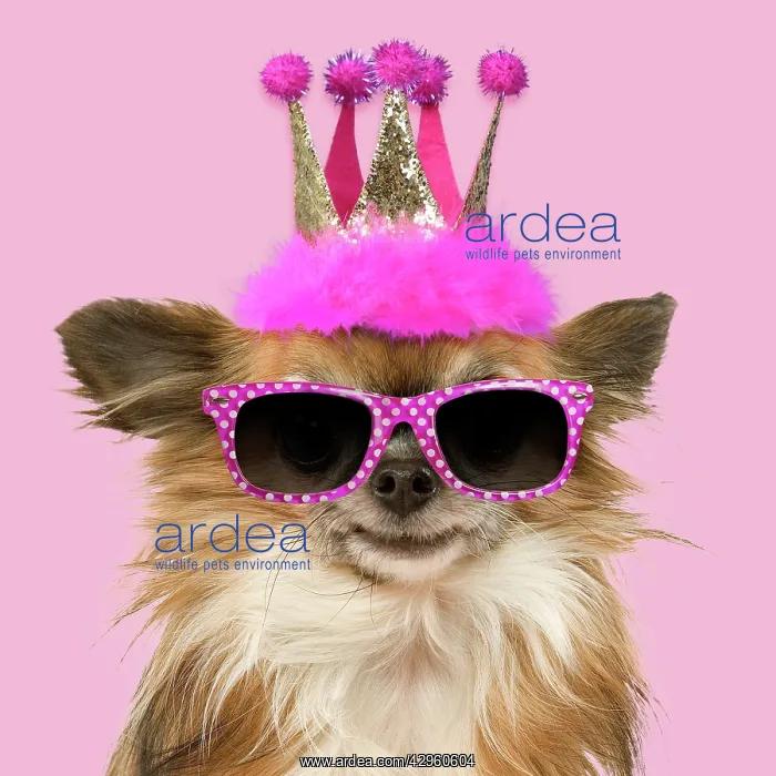 : Dog - Long-Haired Chihuahua wearing pink crown and glasses : Dog - Long-Haired Chihuahua wearing pink crown and glasses