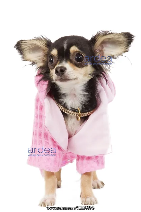  : Dog - Long-haired Chihuahua wearing pink jacket