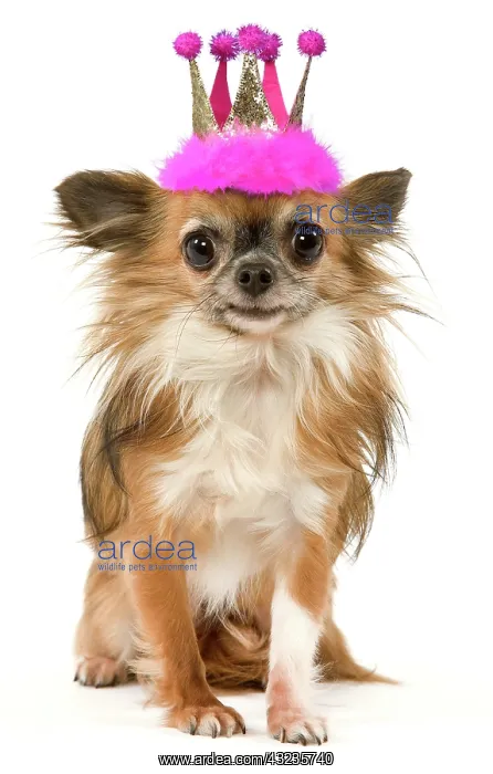 : Dog - Long-Haired Chihuahua wearing princes tiara : Dog - Long-Haired Chihuahua wearing princes tiara
