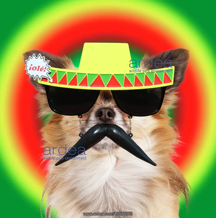 : Dog - long-haired Chihuahua wearing sunglasses with : Dog - long-haired Chihuahua wearing sunglasses with