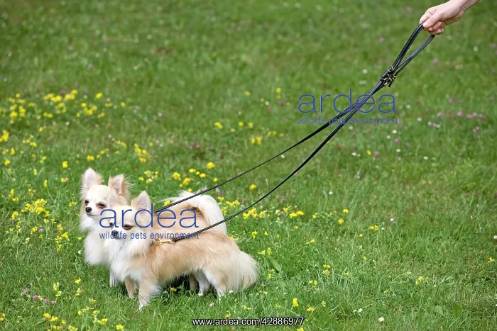 : Dog - two long-haired chihuahuas on lead outside : Dog - two long-haired chihuahuas on lead outside