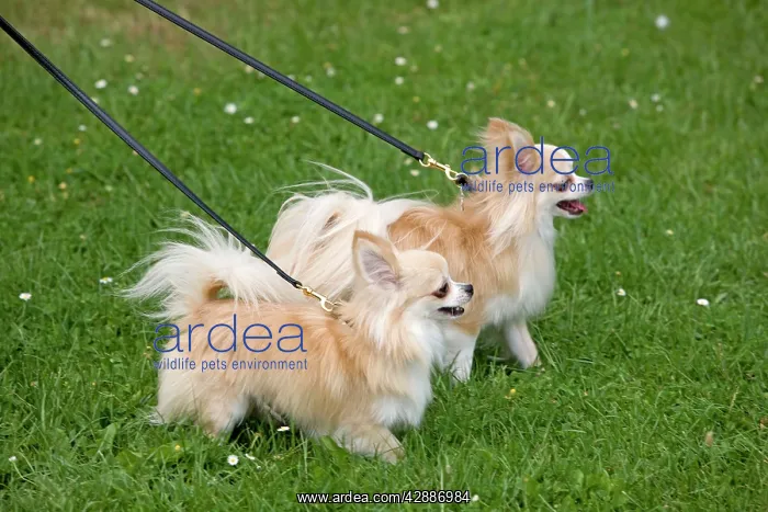 : Dog - two long-haired chihuahuas on lead outside : Dog - two long-haired chihuahuas on lead outside